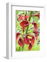 Cockspur Coral Tree (Erythrina crista-galli) close-up of flowers, in garden, Norfolk, England-Gary Smith-Framed Photographic Print