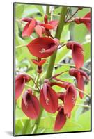 Cockspur Coral Tree (Erythrina crista-galli) close-up of flowers, in garden, Norfolk, England-Gary Smith-Mounted Photographic Print