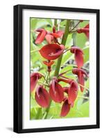 Cockspur Coral Tree (Erythrina crista-galli) close-up of flowers, in garden, Norfolk, England-Gary Smith-Framed Photographic Print