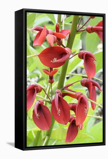 Cockspur Coral Tree (Erythrina crista-galli) close-up of flowers, in garden, Norfolk, England-Gary Smith-Framed Stretched Canvas