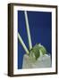 Cocktail Hour I-Erin Berzel-Framed Photographic Print