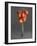 Cocktail Tomatoes on Fork-Hannes Eichinger-Framed Photographic Print