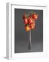 Cocktail Tomatoes on Fork-Hannes Eichinger-Framed Photographic Print