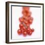 Cocktail Tomatoes-Stefan Braun-Framed Premium Photographic Print