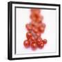 Cocktail Tomatoes-Stefan Braun-Framed Photographic Print