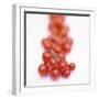 Cocktail Tomatoes-Stefan Braun-Framed Photographic Print