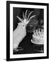 Cocky the Cockatoo's Birthday-null-Framed Photographic Print