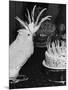 Cocky the Cockatoo's Birthday-null-Mounted Photographic Print