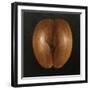 Coco De Mer, 2010-Lincoln Seligman-Framed Giclee Print