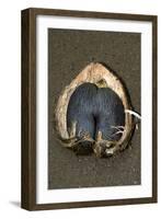 Coco De Mer (Lodoicea Maldivica) Fruit-Tony Camacho-Framed Photographic Print