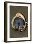 Coco De Mer (Lodoicea Maldivica) Fruit-Tony Camacho-Framed Photographic Print