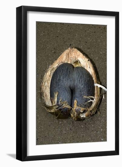 Coco De Mer (Lodoicea Maldivica) Fruit-Tony Camacho-Framed Photographic Print