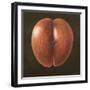 Coco de Mer, Maldives, 2012-Lincoln Seligman-Framed Giclee Print