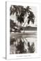 Coco Palms, Acapulco, 1932-null-Stretched Canvas