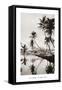 Coco Palms, Honolulu, 1935-null-Framed Stretched Canvas