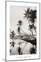 Coco Palms, Honolulu, 1935-null-Mounted Art Print