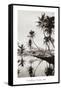 Coco Palms, Honolulu, 1935-null-Framed Stretched Canvas