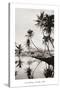 Coco Palms, Honolulu, 1935-null-Stretched Canvas