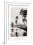 Coco Palms, Honolulu, 1935-null-Framed Art Print