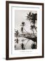 Coco Palms, Honolulu, 1935-null-Framed Art Print