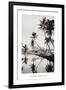 Coco Palms, Honolulu, 1935-null-Framed Art Print