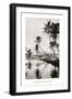Coco Palms, Honolulu, 1935-null-Framed Art Print