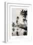 Coco Palms, Honolulu, 1935-null-Framed Art Print