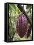 Cocoa (Cacao) Fruit on Tree, Kalitakir Plantation, Kalibaru, Java, Indonesia-Ian Trower-Framed Stretched Canvas