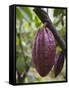 Cocoa (Cacao) Fruit on Tree, Kalitakir Plantation, Kalibaru, Java, Indonesia-Ian Trower-Framed Stretched Canvas