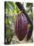 Cocoa (Cacao) Fruit on Tree, Kalitakir Plantation, Kalibaru, Java, Indonesia-Ian Trower-Stretched Canvas