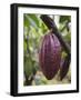 Cocoa (Cacao) Fruit on Tree, Kalitakir Plantation, Kalibaru, Java, Indonesia-Ian Trower-Framed Photographic Print