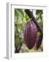 Cocoa (Cacao) Fruit on Tree, Kalitakir Plantation, Kalibaru, Java, Indonesia-Ian Trower-Framed Photographic Print