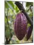 Cocoa (Cacao) Fruit on Tree, Kalitakir Plantation, Kalibaru, Java, Indonesia-Ian Trower-Mounted Photographic Print