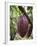 Cocoa (Cacao) Fruit on Tree, Kalitakir Plantation, Kalibaru, Java, Indonesia-Ian Trower-Framed Photographic Print