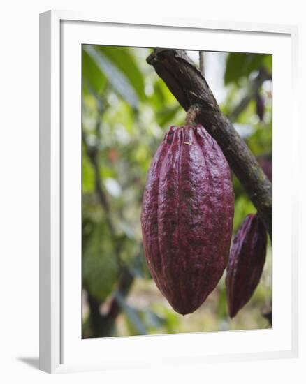 Cocoa (Cacao) Fruit on Tree, Kalitakir Plantation, Kalibaru, Java, Indonesia-Ian Trower-Framed Photographic Print