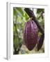 Cocoa (Cacao) Fruit on Tree, Kalitakir Plantation, Kalibaru, Java, Indonesia-Ian Trower-Framed Photographic Print