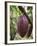 Cocoa (Cacao) Fruit on Tree, Kalitakir Plantation, Kalibaru, Java, Indonesia-Ian Trower-Framed Photographic Print