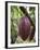 Cocoa (Cacao) Fruit on Tree, Kalitakir Plantation, Kalibaru, Java, Indonesia-Ian Trower-Framed Photographic Print