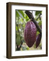 Cocoa (Cacao) Fruit on Tree, Kalitakir Plantation, Kalibaru, Java, Indonesia-Ian Trower-Framed Photographic Print