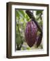 Cocoa (Cacao) Fruit on Tree, Kalitakir Plantation, Kalibaru, Java, Indonesia-Ian Trower-Framed Photographic Print