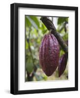 Cocoa (Cacao) Fruit on Tree, Kalitakir Plantation, Kalibaru, Java, Indonesia-Ian Trower-Framed Photographic Print