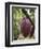 Cocoa (Cacao) Fruit on Tree, Kalitakir Plantation, Kalibaru, Java, Indonesia-Ian Trower-Framed Photographic Print