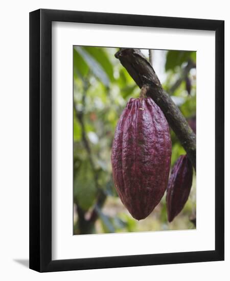 Cocoa (Cacao) Fruit on Tree, Kalitakir Plantation, Kalibaru, Java, Indonesia-Ian Trower-Framed Photographic Print