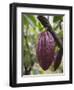 Cocoa (Cacao) Fruit on Tree, Kalitakir Plantation, Kalibaru, Java, Indonesia-Ian Trower-Framed Photographic Print