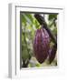 Cocoa (Cacao) Fruit on Tree, Kalitakir Plantation, Kalibaru, Java, Indonesia-Ian Trower-Framed Photographic Print