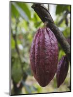 Cocoa (Cacao) Fruit on Tree, Kalitakir Plantation, Kalibaru, Java, Indonesia-Ian Trower-Mounted Photographic Print