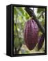 Cocoa (Cacao) Fruit on Tree, Kalitakir Plantation, Kalibaru, Java, Indonesia-Ian Trower-Framed Stretched Canvas