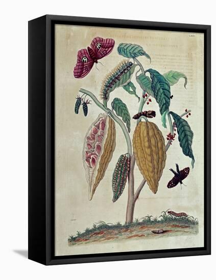 Cocoa - in “” General History of Insects of Suriname and All Europe”” by Maria Sibylla Merian, 1771-Maria Sibylla Graff Merian-Framed Stretched Canvas