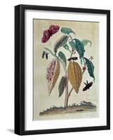 Cocoa - in “” General History of Insects of Suriname and All Europe”” by Maria Sibylla Merian, 1771-Maria Sibylla Graff Merian-Framed Giclee Print