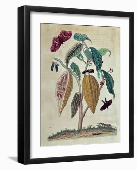 Cocoa - in “” General History of Insects of Suriname and All Europe”” by Maria Sibylla Merian, 1771-Maria Sibylla Graff Merian-Framed Giclee Print